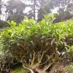 Эфирное масло чайного дерева для волос — применение и рецепты